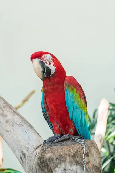 Папуга макао в зоопарку — стокове фото