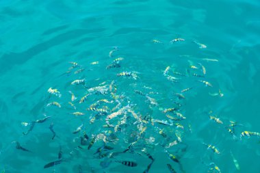 Denizin içinde çok sayıda balıklar