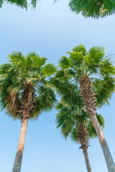 Palma strom s oblohou pozadí — Stock fotografie