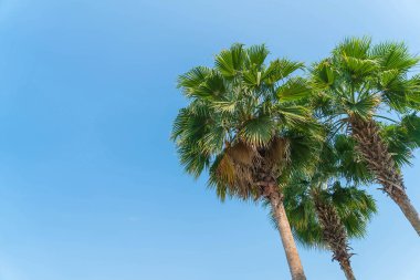 Gökyüzü arkaplanı olan palmiye ağacı