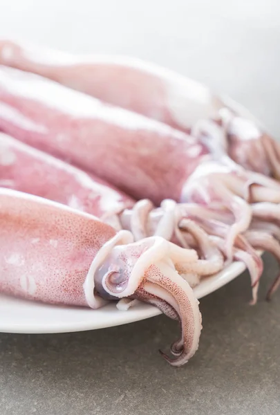 Fresh Squid on white plate — Stock Photo, Image