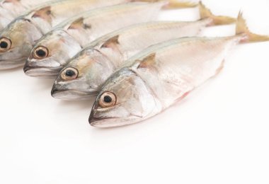 Beyaz arkaplanda taze uskumru