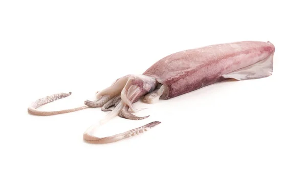 Frischer Tintenfisch auf weißem Hintergrund — Stockfoto