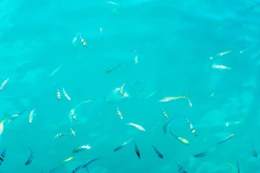 Denizin içinde çok sayıda balıklar