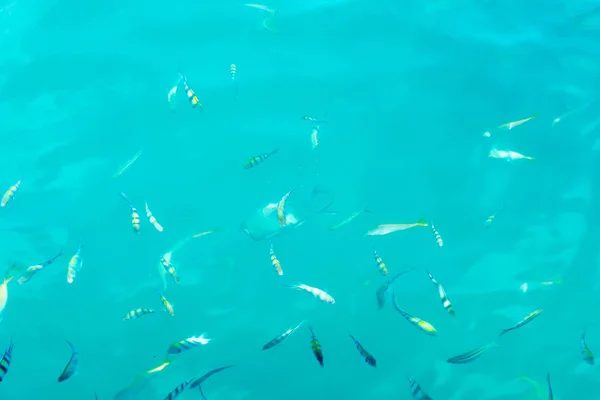바다에 있는 많은 물고기 — 스톡 사진