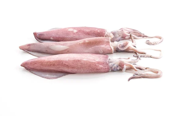 Fresh Squid on white background — Stock Photo, Image