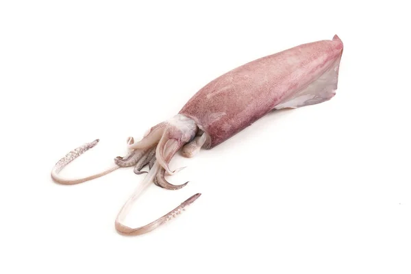 Calamari freschi su sfondo bianco — Foto Stock
