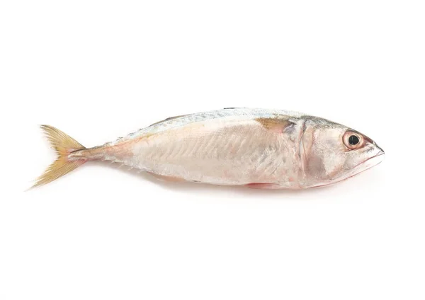 Čerstvé makrely na bílém pozadí — Stock fotografie