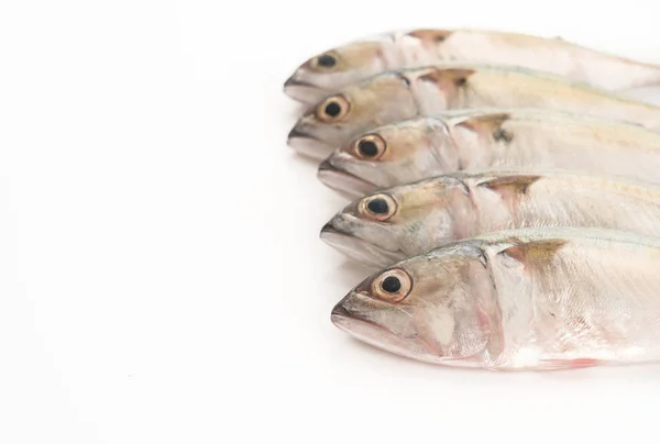 Fresh mackerel on white background — Stock Photo, Image