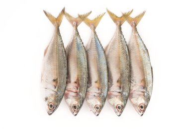 Beyaz arkaplanda taze uskumru