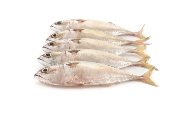 Fresh mackerel on white background — Stock Photo, Image