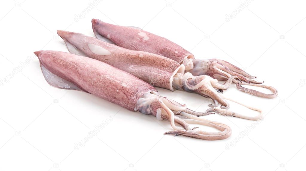 Fresh Squid on white background