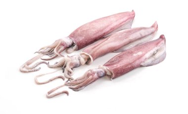 beyaz zemin üzerine taze kalamar