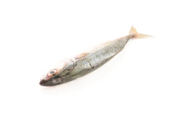 Fresh mackerel on white — Stock Photo, Image