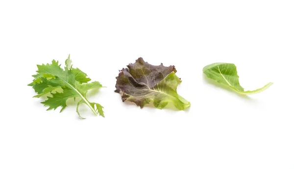 Salatblanding med salatsennep, salatsennep, salatsennep og vårsalat – stockfoto