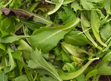 rucola, frisee, radicchio ve kuzu 's marul salata karışımı