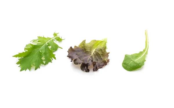 Salad dicampur dengan rucola, frisee, radicchio dan selada domba — Stok Foto