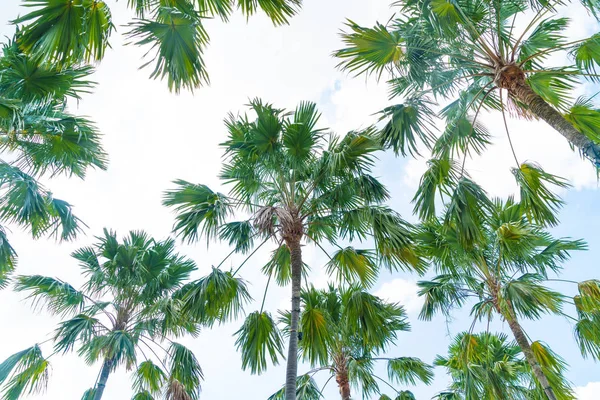 Palmträd på himlen — Stockfoto