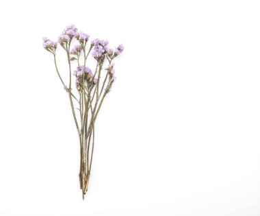 beyaz üzerine kurutulmuş statice