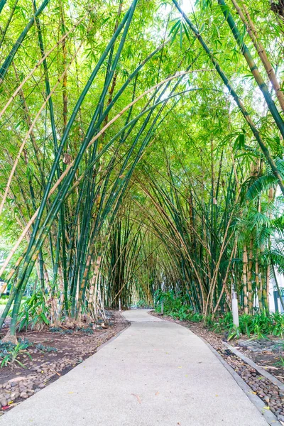 대나무 산책로 — 스톡 사진