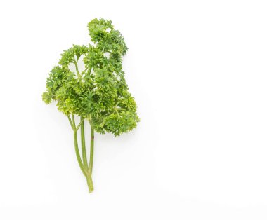 beyaz üzerine taze maydanoz 