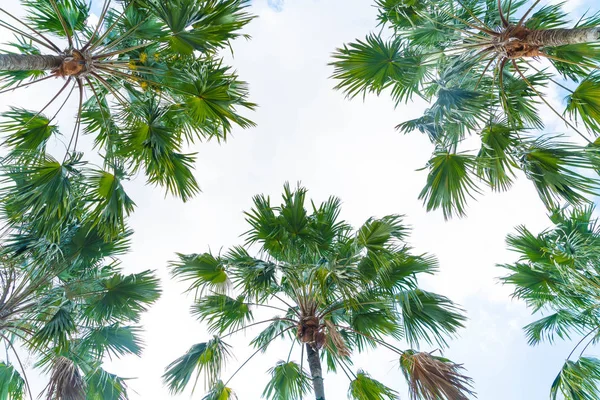 Palm tree on sky — Stock Photo, Image