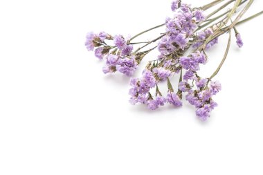 beyaz üzerine kurutulmuş statice