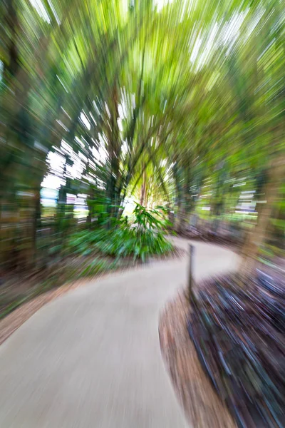 Walkway in bamboo garden — стоковое фото