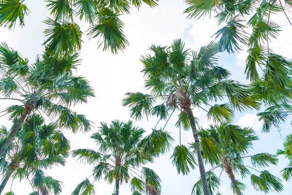 棕榈树上的天空 — 图库照片