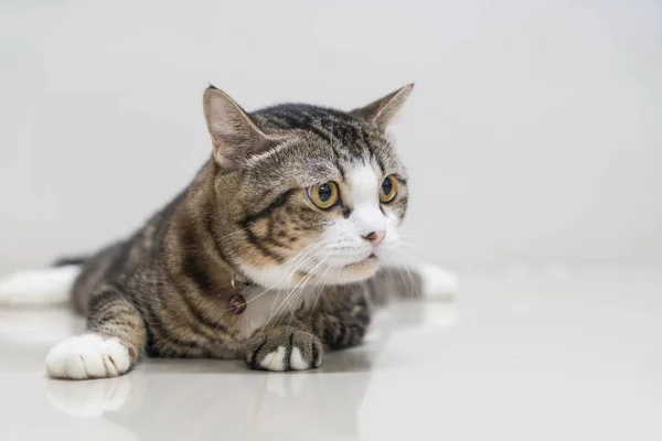 Niedliche graue Katze — Stockfoto