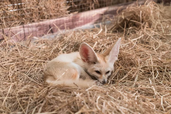 Fennec fox or Desert fox