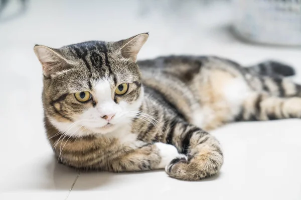 Cute grey cat — Stock Photo, Image