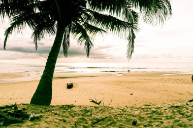Hindistan cevizi ağacı ile tropikal plaj