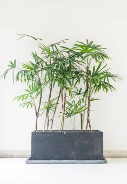 boş oda ile bitki dekorasyon