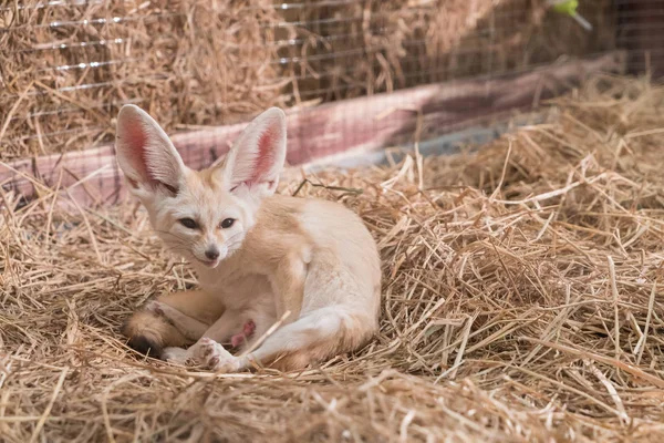 Fennec fox or Desert fox