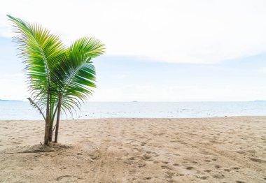 Pattaya Tayland'da palmiye ve tropikal plaj