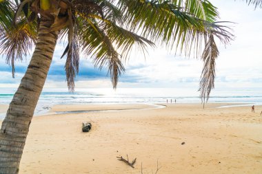 Hindistan cevizi ağacı ile tropikal plaj