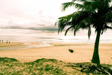 Hindistan cevizi ağacı ile tropikal plaj
