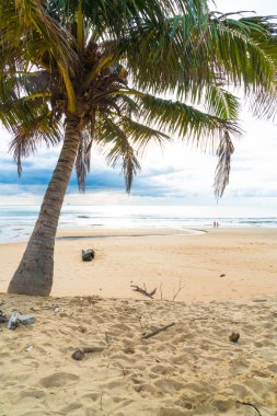 Hindistan cevizi ağacı ile tropikal plaj