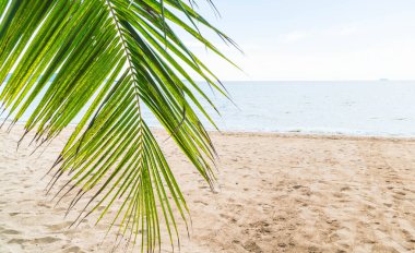 Pattaya Tayland'da palmiye ve tropikal plaj