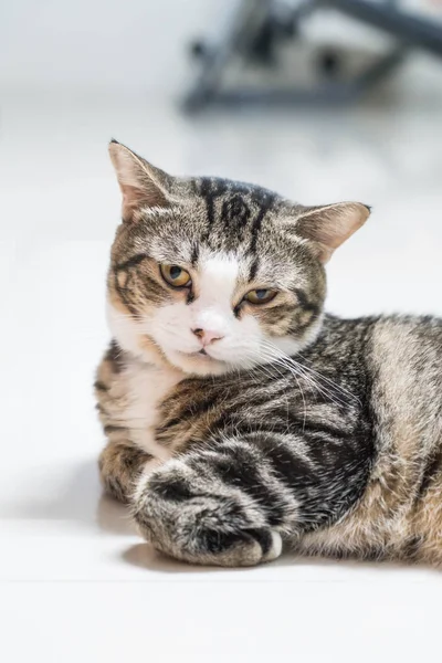 Roztomilý šedá kočka — Stock fotografie