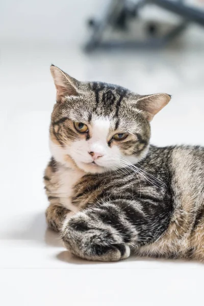 Cute grey cat — Stock Photo, Image