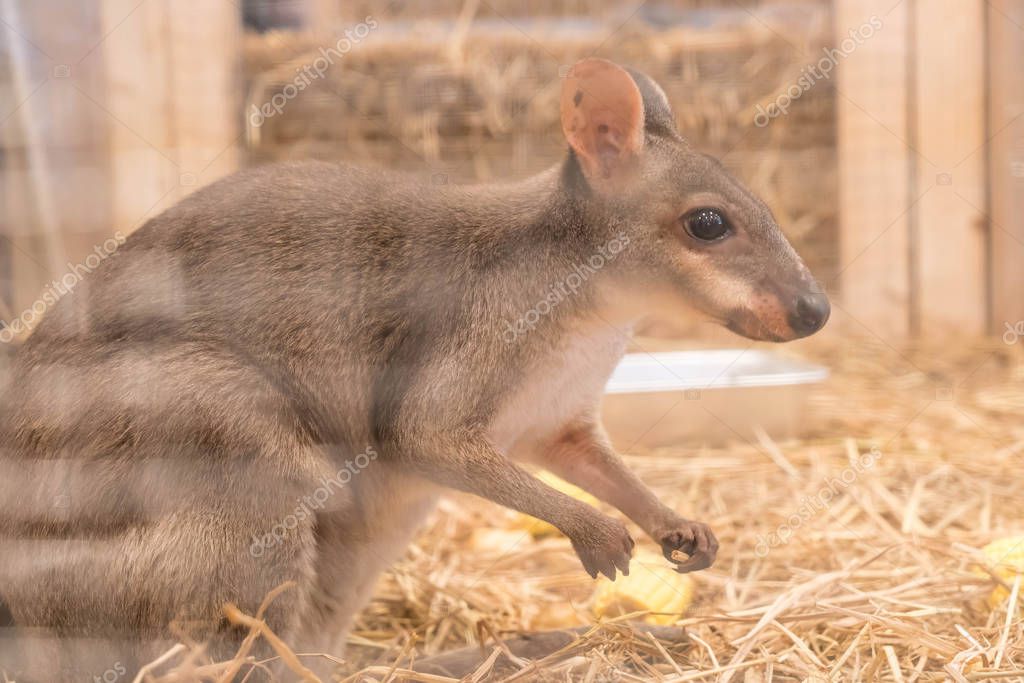 Wallaby or Mini Kangaroo — Stock Photo © topntp 157822224