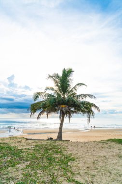 Hindistan cevizi ağacı ile tropikal plaj