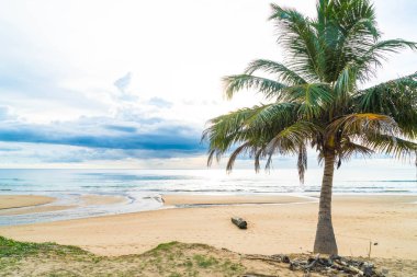 Hindistan cevizi ağacı ile tropikal plaj