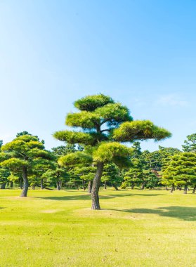Bonsai ağacı Tokyo City İmparatorluk Sarayı'nın bahçesinde