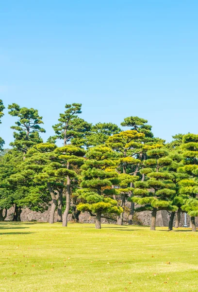 花园里的皇家宫殿在东京市盆景树 — 图库照片