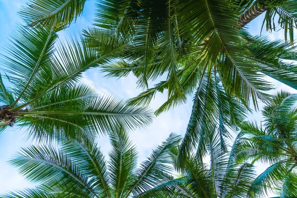 gökyüzü arka plan üzerine Hindistan cevizi hurma ağacı