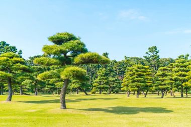 Bonsai ağacı Tokyo City İmparatorluk Sarayı'nın bahçesinde