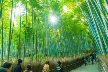 Kyoto, Japonya - 23 Kasım 2016: Arashiyama, Kyoto, bambu ormanı